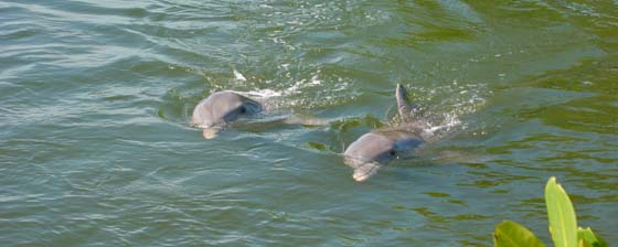 Dolphins at the Dolphin Research Center in Marathon